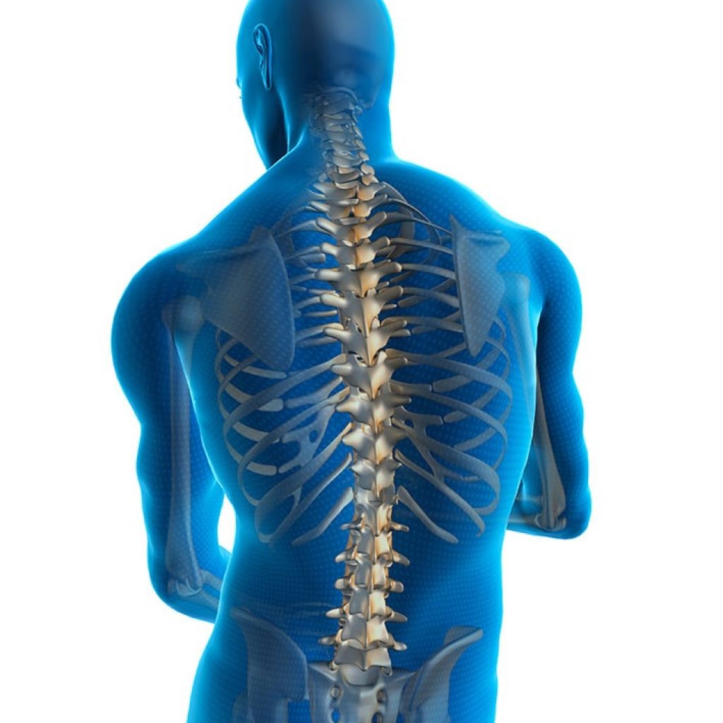 human-spine-tall