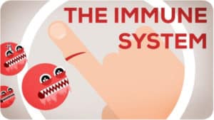 The Immunity System